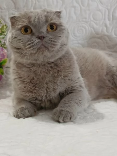 Scottish Fold  | Foto 1