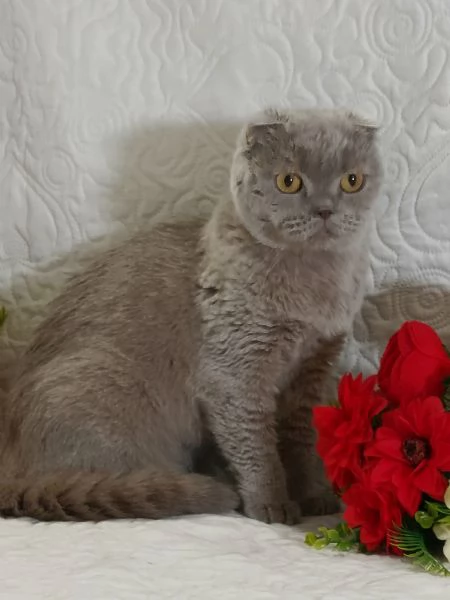 Scottish Fold  | Foto 0