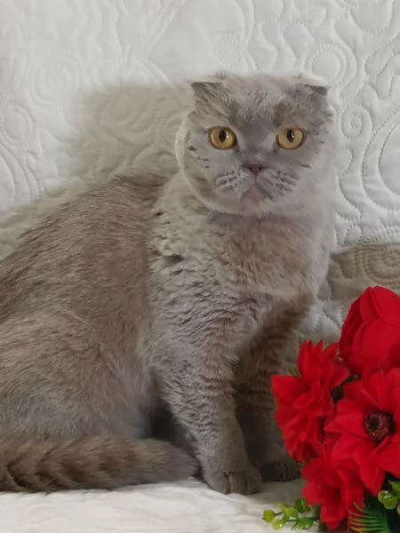 Scottish Fold 