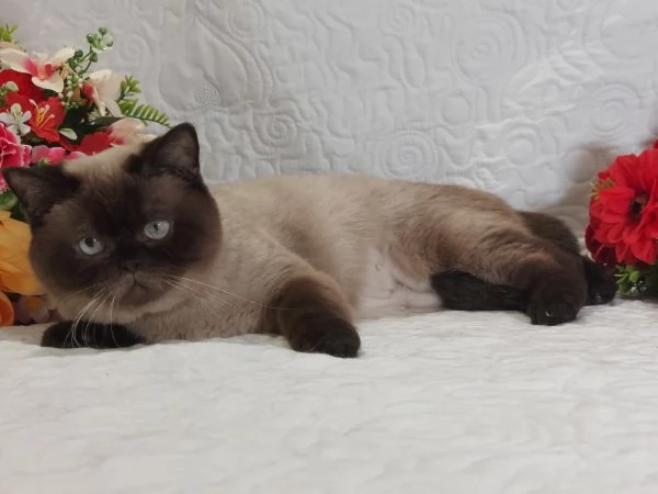British Shorthair Point  | Foto 3