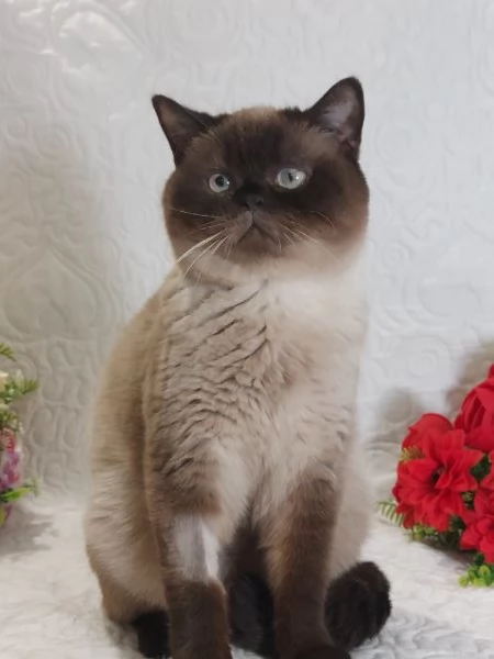 British Shorthair Point  | Foto 2