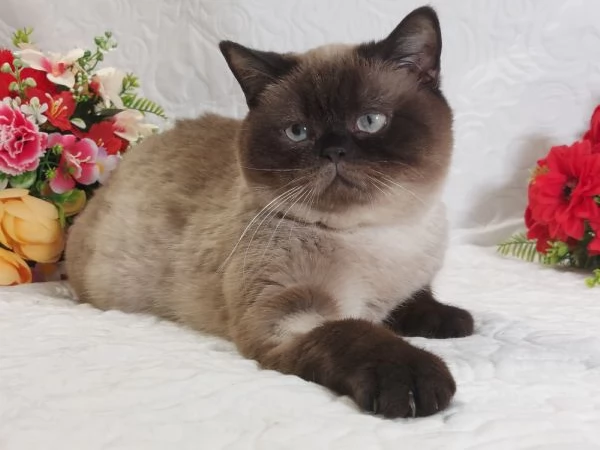 British Shorthair Point  | Foto 1