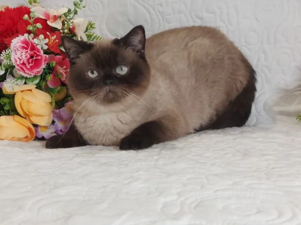 British Shorthair Point  | Foto 0