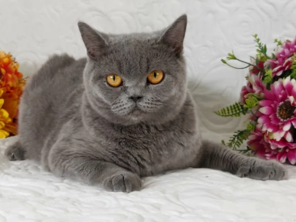 Scottish Straight Pedigree ENFI  | Foto 3