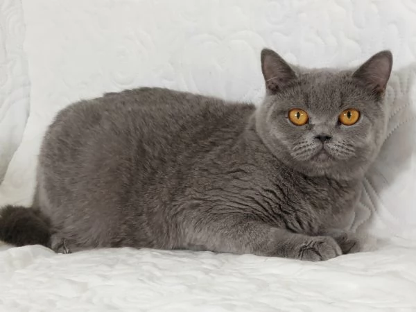 Scottish Straight Pedigree ENFI  | Foto 2