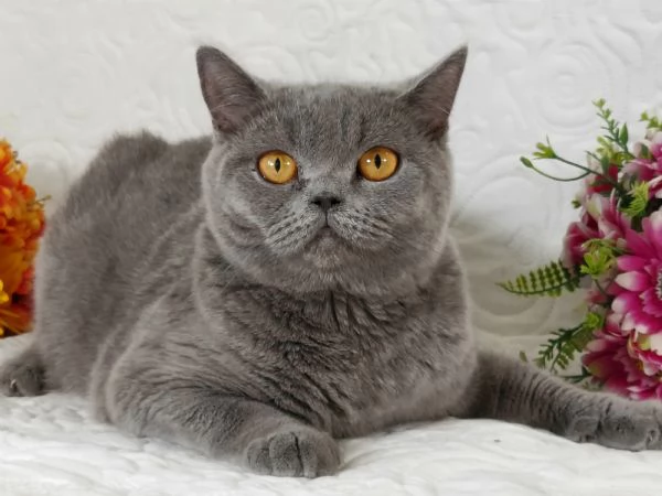 Scottish Straight Pedigree ENFI 