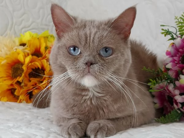 British Shorthair femmina  | Foto 3