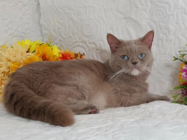 British Shorthair femmina  | Foto 2