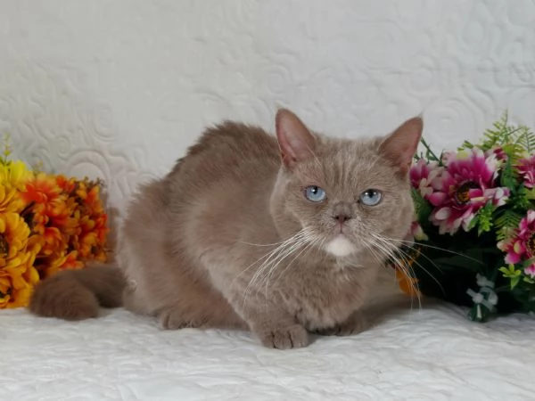 British Shorthair femmina  | Foto 1