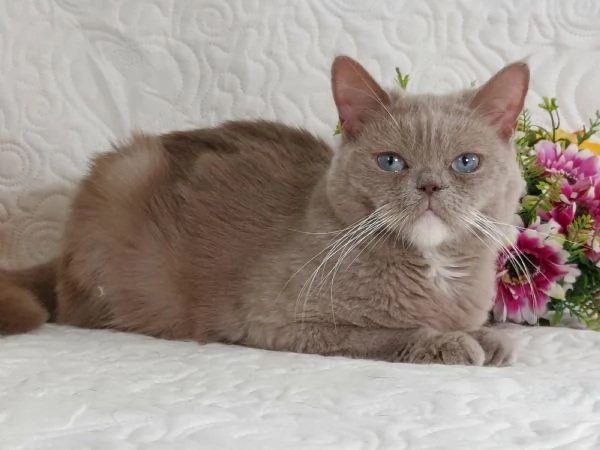 British Shorthair femmina  | Foto 0