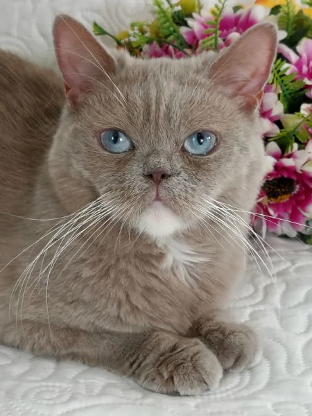 British Shorthair femmina 