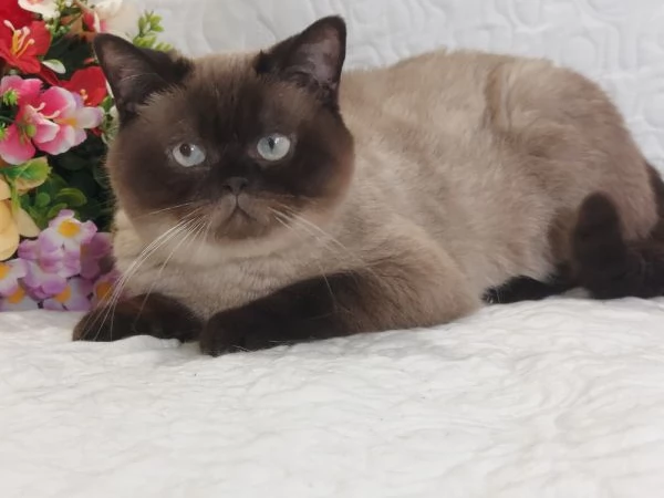 British Shorthair Point 