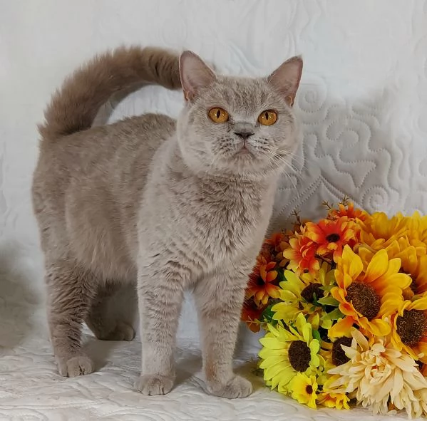 British Shorthair femmina  | Foto 2