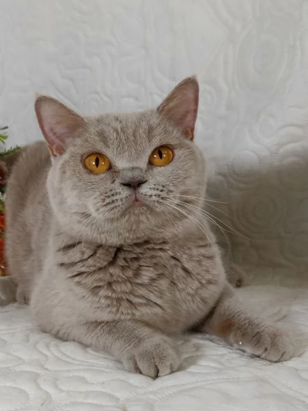 British Shorthair femmina  | Foto 1