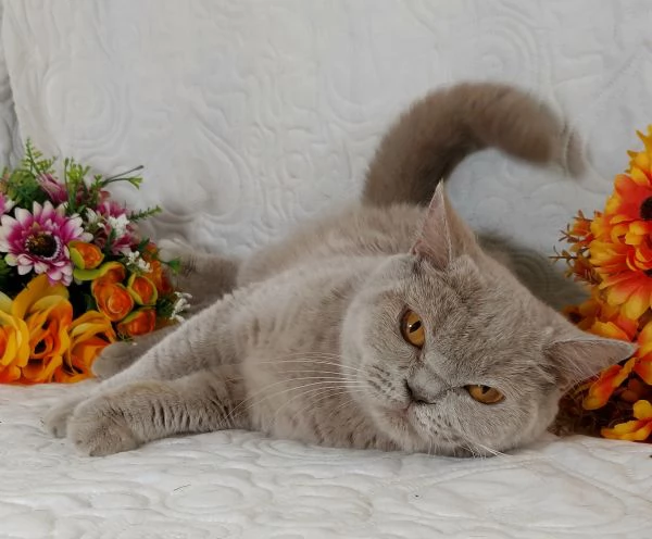 British Shorthair femmina  | Foto 0