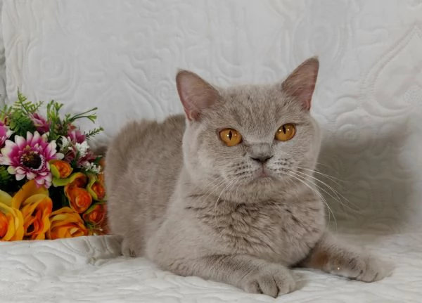 British Shorthair femmina 