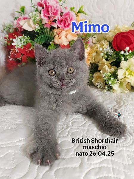 British Shorthair  | Foto 5