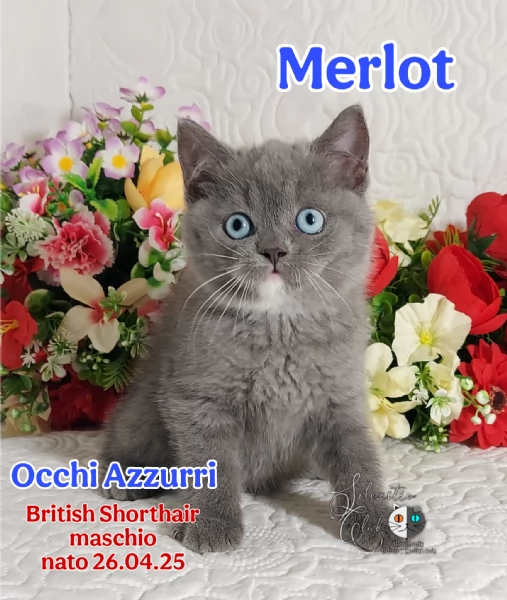 British Shorthair  | Foto 4