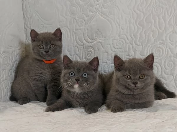 British Shorthair  | Foto 3