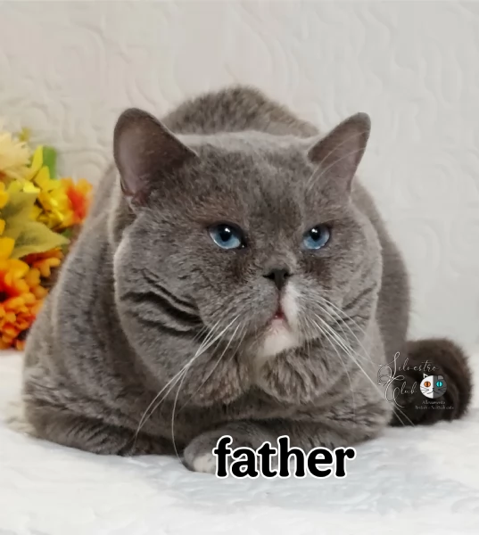 British Shorthair  | Foto 2