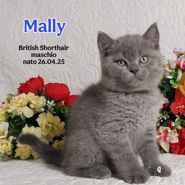 British Shorthair 