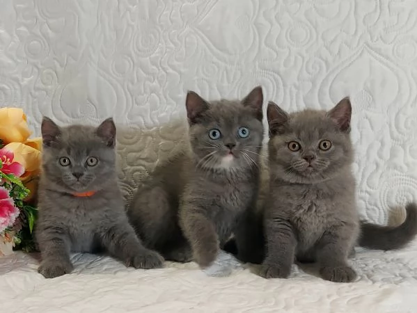 British Shorthair  | Foto 1