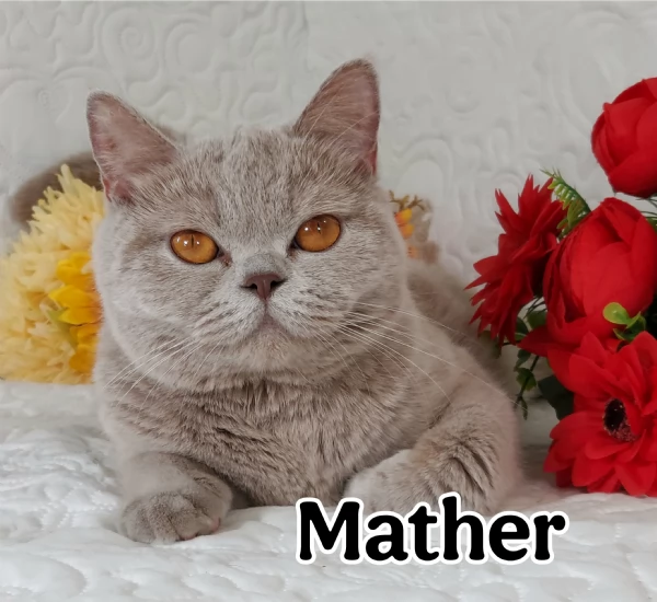 British Shorthair  | Foto 0