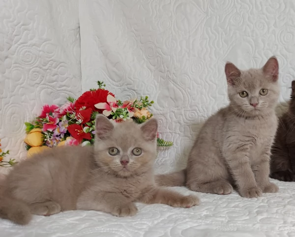 British Shorthair maschietti  | Foto 2