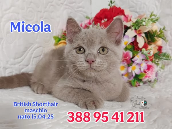 British Shorthair maschietti  | Foto 1