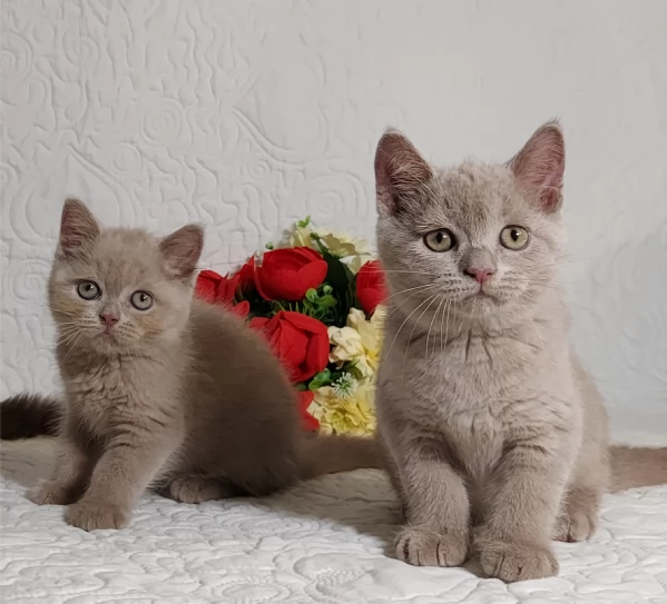 British Shorthair maschietti 