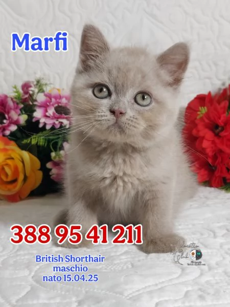 British Shorthair maschietti  | Foto 0