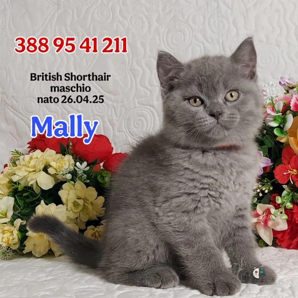 British Shorthair maschietti pedigree ENFI 