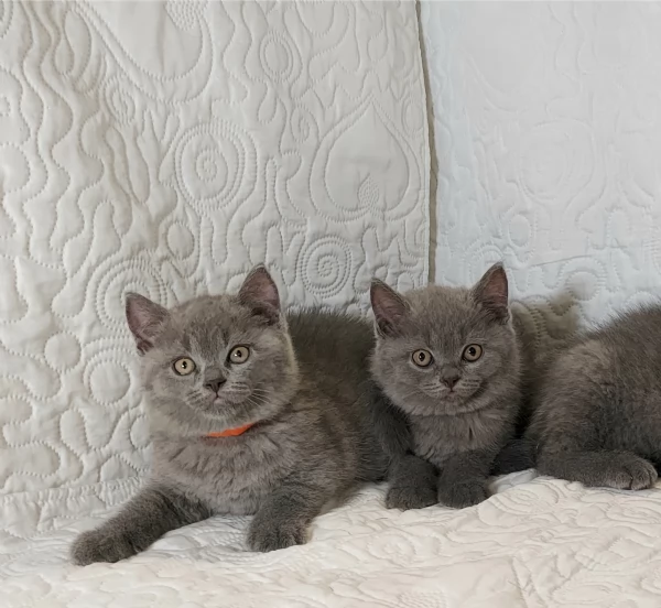 British Shorthair maschietti pedigree ENFI  | Foto 5