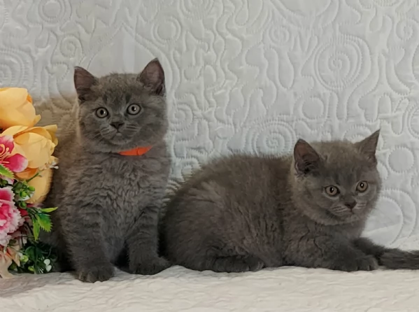 British Shorthair maschietti pedigree ENFI  | Foto 4