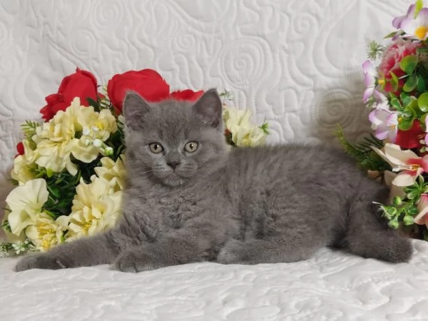 British Shorthair maschietti pedigree ENFI  | Foto 3