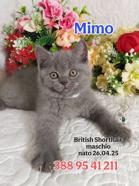 British Shorthair maschietti pedigree ENFI  | Foto 1