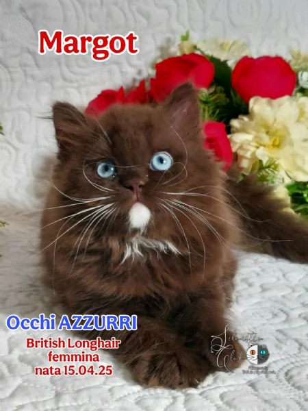 British Shorthair  | Foto 6