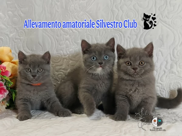 British Shorthair 