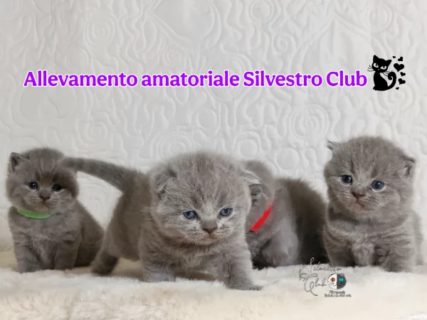 British Shorthair  | Foto 4