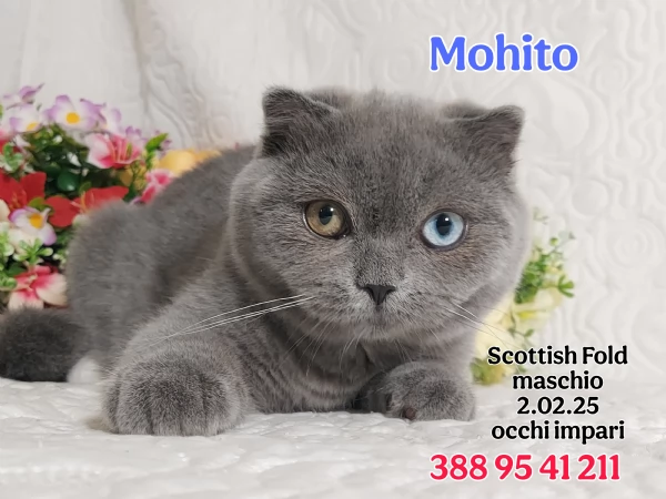 British Shorthair  | Foto 2
