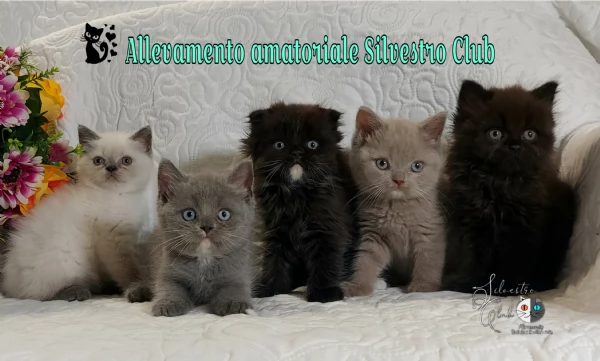 British Shorthair  | Foto 1