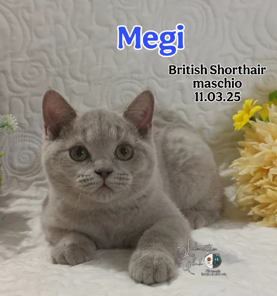 British Shorthair  | Foto 0