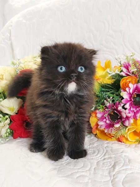 Scottish Fold Occhi Azzurri  | Foto 5