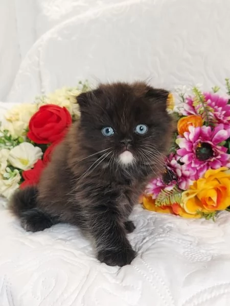 Scottish Fold Occhi Azzurri  | Foto 4