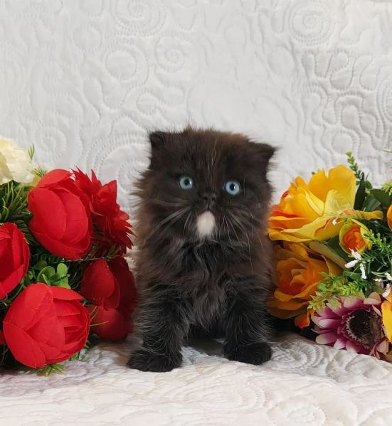 Scottish Fold Occhi Azzurri 