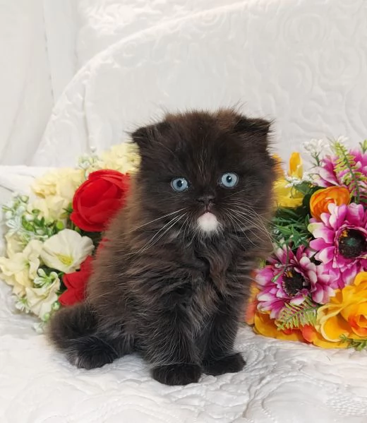 Scottish Fold Occhi Azzurri  | Foto 3