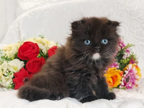 Scottish Fold Occhi Azzurri  | Foto 1