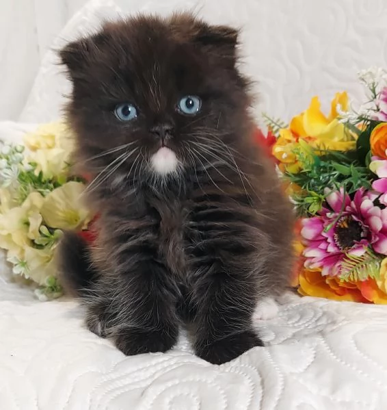 Scottish Fold Occhi Azzurri  | Foto 0