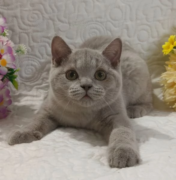 British Shorthair fratellini  | Foto 4