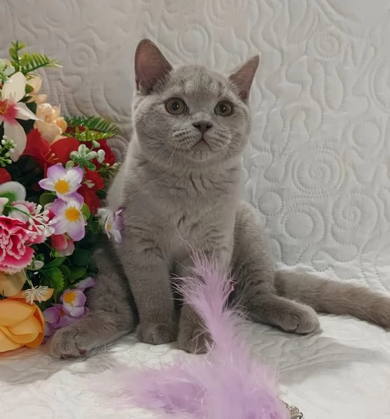 British Shorthair fratellini  | Foto 3